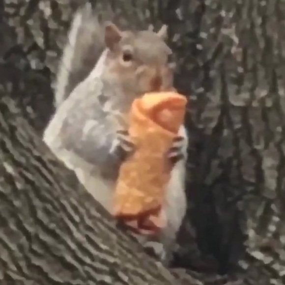 Meet your Posher, Bree - Picture 1 of 1